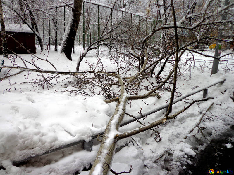 Abgefallener Baum im winter №15639