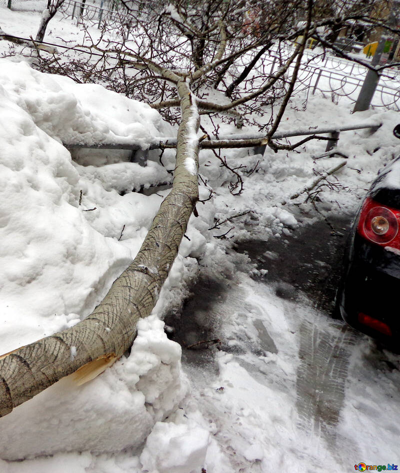 Tree fell on car №15640