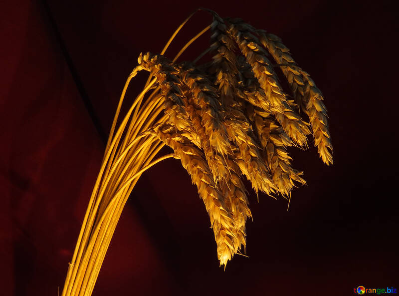 Пшениця №15979