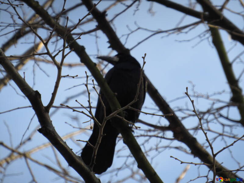 Crow am Baum №15720