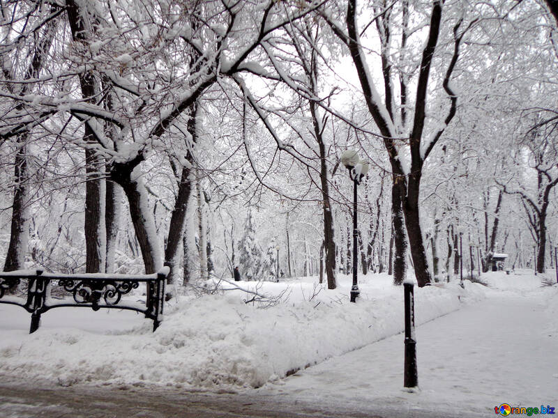 City park in winter №15602