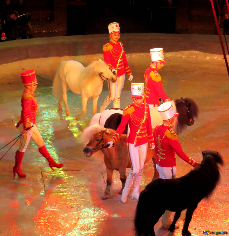 Pony in the circus №15777