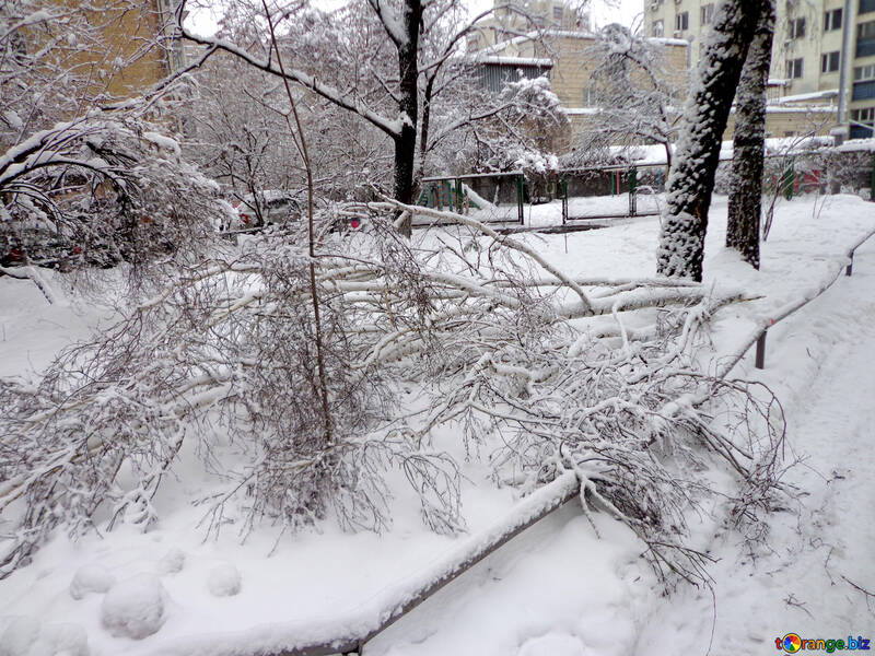 Ein Baum fiel auf dem Schnee №15641
