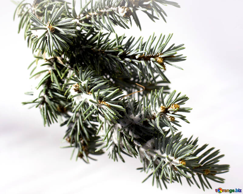 Coniferous branch with snow on white background №15329