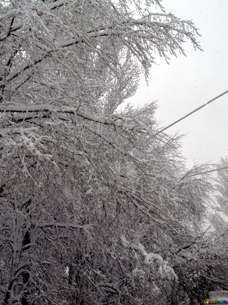 Nalip Schnee auf den Bäumen №15617