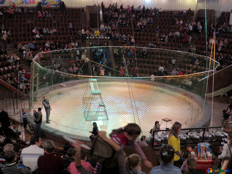 Net of circus tigers №15861