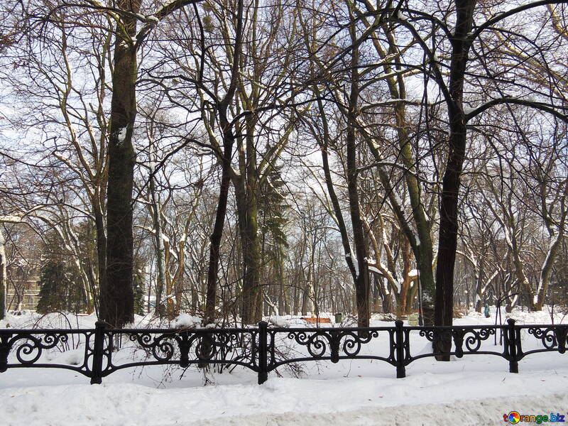 Park in winter №15691