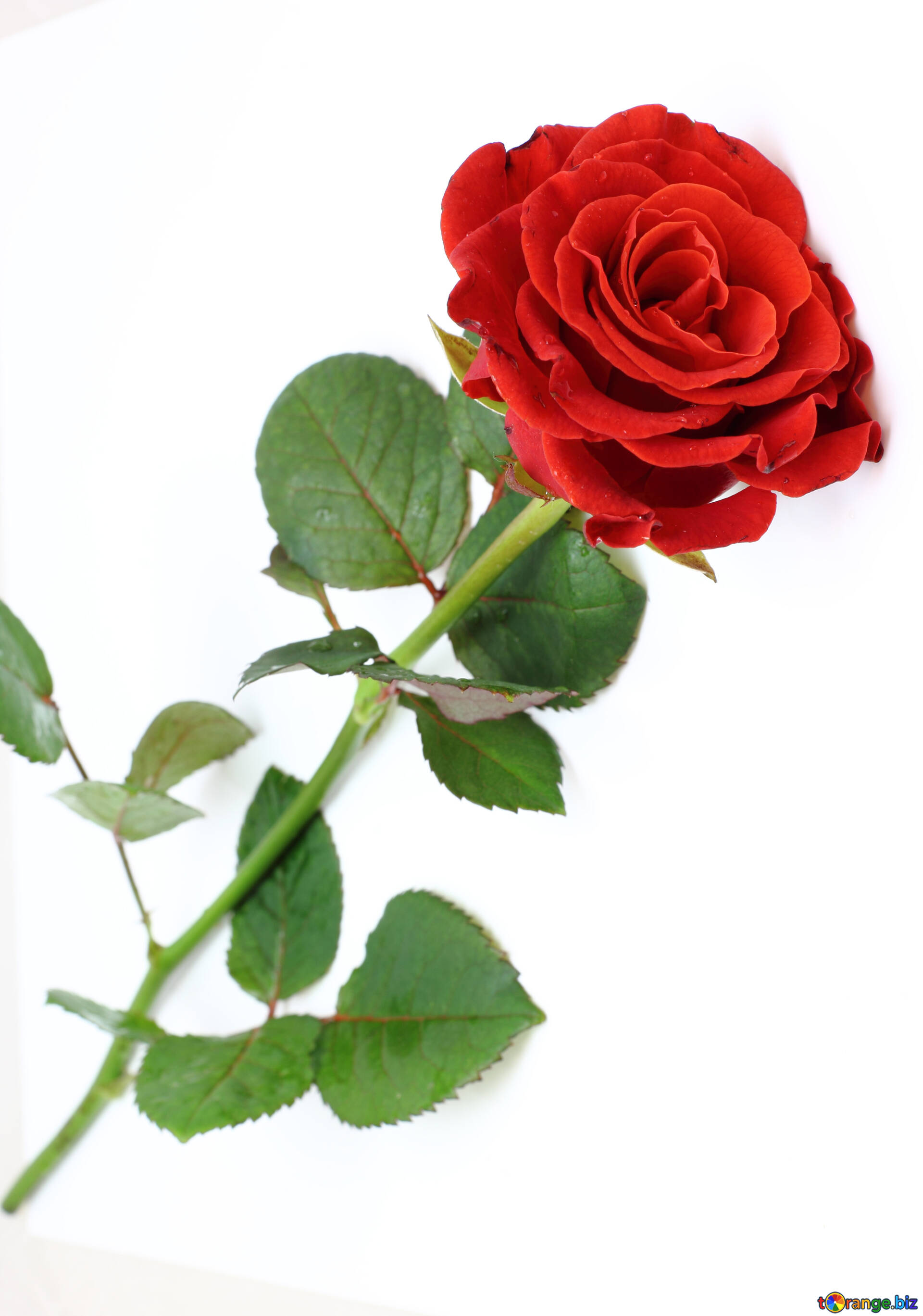 Red beautiful rose free image - № 16891