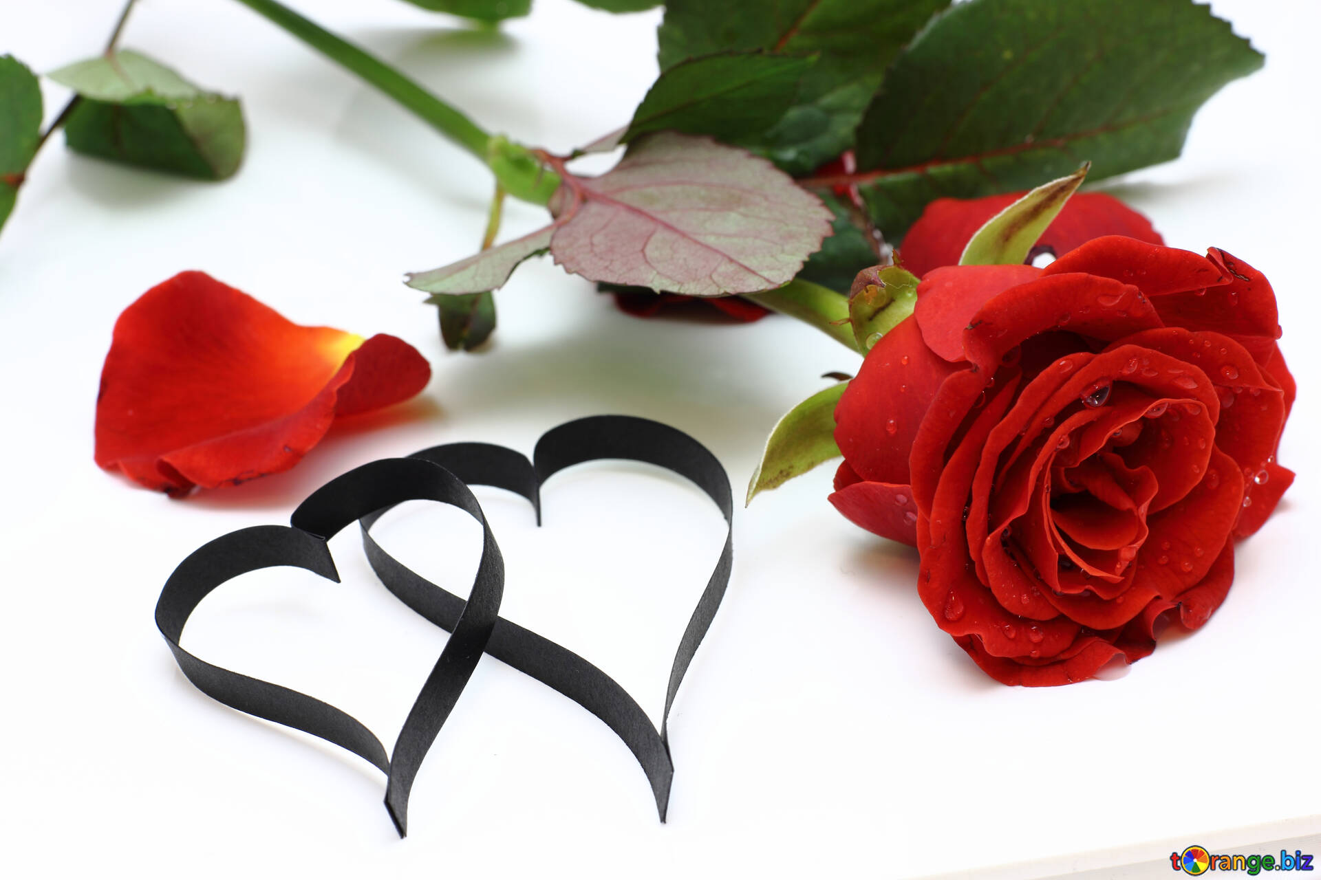 バラの花びら 無料の写真 ペーパー バラで作った二つの心 無料の写真 ローズ Torange Biz