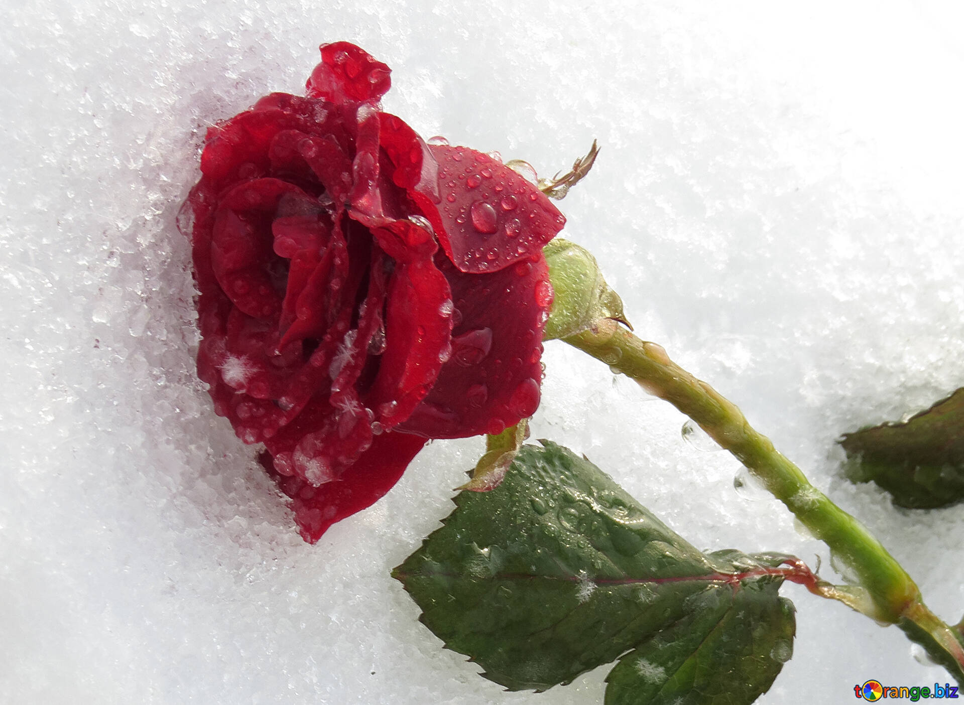 ЕК розы в снегу
