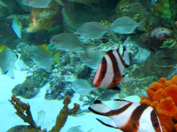 Aquarium Fisch №16500