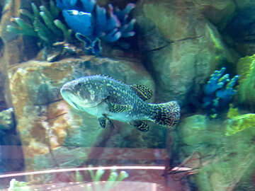 Fish in aquarium №16508