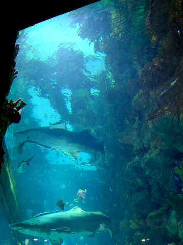 Aquarium №16509