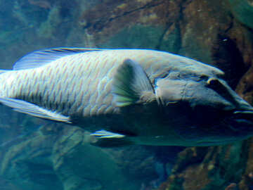 魚 №16511