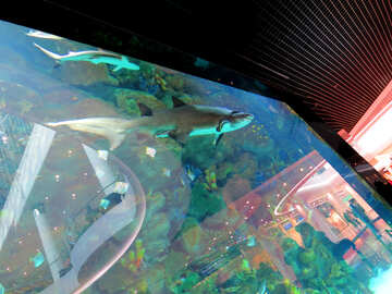 Huge aquarium №16501