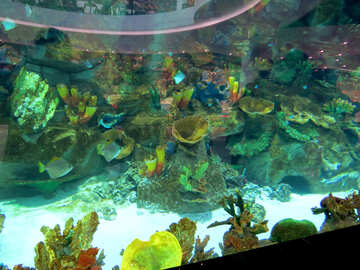 Large aquarium №16504