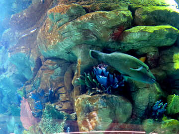 Große Fische im aquarium №16510