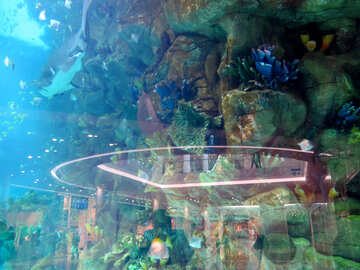 Акула в акваріумі №16514