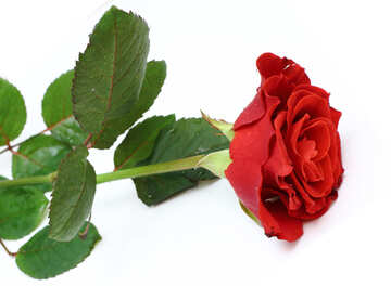 Fleur rouge vif №16893