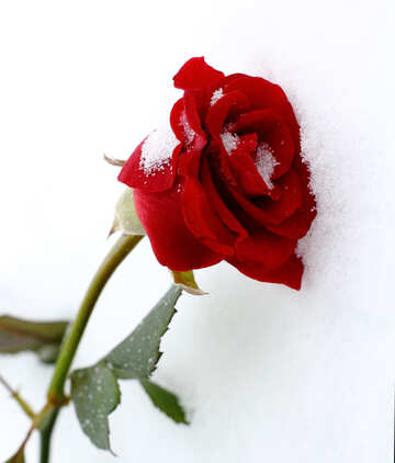 A flower in the snow