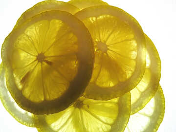 Лимон кружальцями №16147