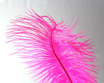 A beautiful feather №16322