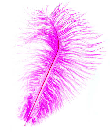 Bright feather №16326