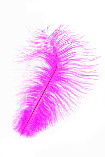 Color Feather  №16325