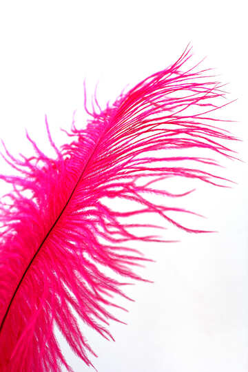 Feather  №16316