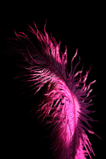 Feather in Back light №16306