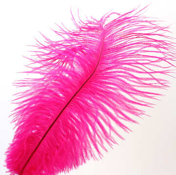 Feather for beauty №16318