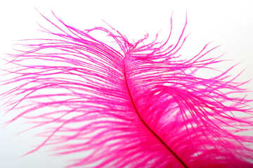 Pink feather №16321