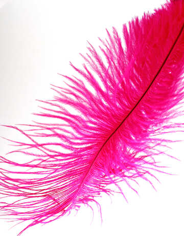 Red Feather  №16317
