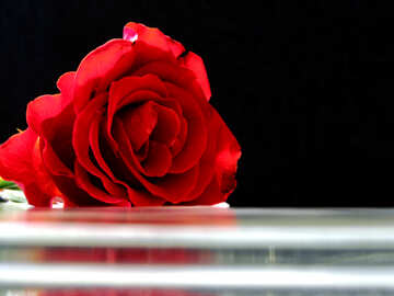 Tarjeta de felicitación con rose №16919