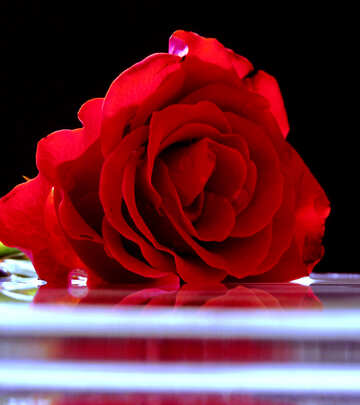 Rose on background of congratulation
