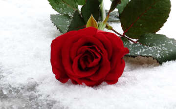 Snow on rose leaves №16928