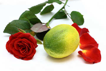 Rosa limone №16843