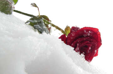 Hermosa rosa en la nieve №16984