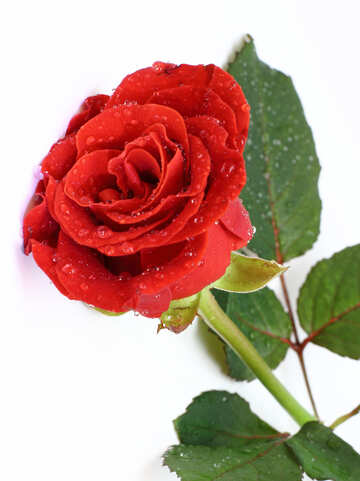 Rose flower drops №16883