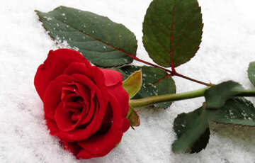 Neve sulla rosa rossa №16933