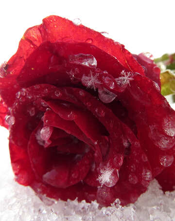 Rose in the snow