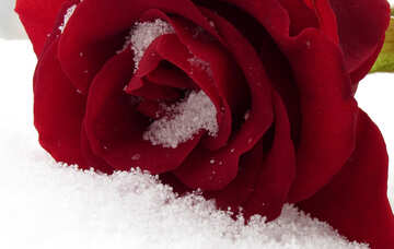 Schnee auf der rose