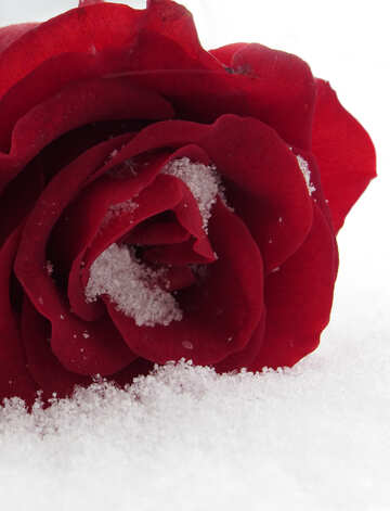 Rose en la nieve №16948