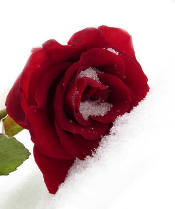 Rose in snow №16949