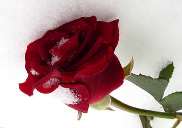 Rose en la nieve №16966