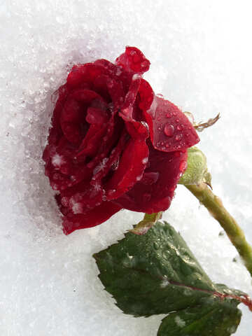 Rose and Snow