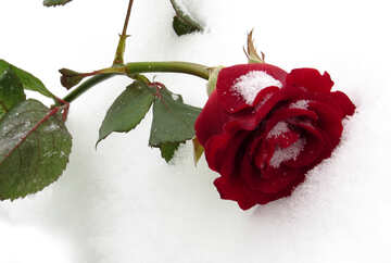 Rose and the snow on the desktop №16955