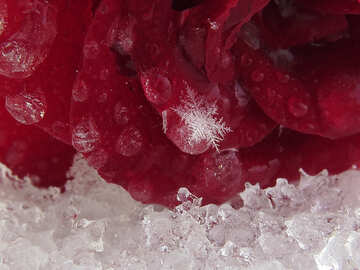 Rose im Schnee auf dem desktop Hintergrund №16989