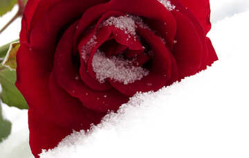 Rose con nieve grande №16946