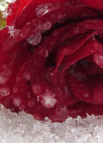 Rose en la macro de nieve №16986